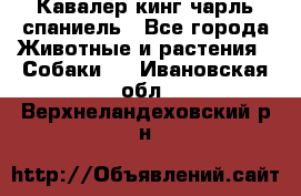Кавалер кинг чарль спаниель - Все города Животные и растения » Собаки   . Ивановская обл.,Верхнеландеховский р-н